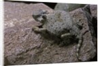 Phrynosoma modestum (roundtailed horned lizard) by Anonymous