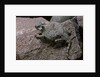 Phrynosoma modestum (roundtailed horned lizard) by Anonymous