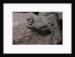 Phrynosoma modestum (roundtailed horned lizard) by Anonymous