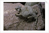 Phrynosoma modestum (roundtailed horned lizard) by Anonymous