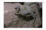 Phrynosoma modestum (roundtailed horned lizard) by Anonymous