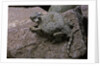 Phrynosoma modestum (roundtailed horned lizard) by Anonymous
