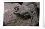 Phrynosoma modestum (roundtailed horned lizard) by Anonymous