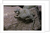 Phrynosoma modestum (roundtailed horned lizard) by Anonymous