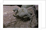 Phrynosoma modestum (roundtailed horned lizard) by Anonymous