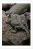 Phrynosoma modestum (roundtailed horned lizard) by Anonymous