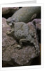 Phrynosoma modestum (roundtailed horned lizard) by Anonymous