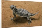 Phrynosoma platyrhinos (desert horned lizard) by Anonymous