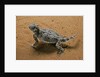 Phrynosoma platyrhinos (desert horned lizard) by Anonymous