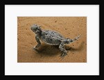 Phrynosoma platyrhinos (desert horned lizard) by Anonymous