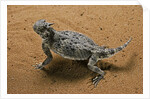 Phrynosoma platyrhinos (desert horned lizard) by Anonymous