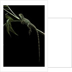 Physignathus coccinus (Asian water dragon) by Anonymous