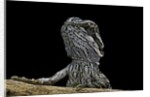 Pogona brevis (bearded dragon) - young by Anonymous