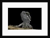 Pogona brevis (bearded dragon) - young by Anonymous