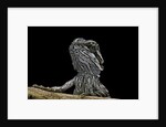 Pogona brevis (bearded dragon) - young by Anonymous