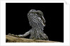 Pogona brevis (bearded dragon) - young by Anonymous