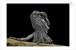 Pogona brevis (bearded dragon) - young by Anonymous