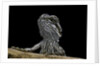 Pogona brevis (bearded dragon) - young by Anonymous