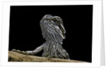 Pogona brevis (bearded dragon) - young by Anonymous
