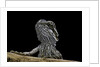 Pogona brevis (bearded dragon) - young by Anonymous