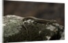 Podarcis muralis (common wall lizard) by Anonymous