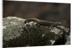 Podarcis muralis (common wall lizard) by Anonymous