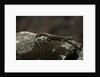 Podarcis muralis (common wall lizard) by Anonymous