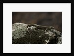 Podarcis muralis (common wall lizard) by Anonymous
