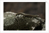 Podarcis muralis (common wall lizard) by Anonymous