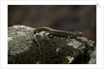 Podarcis muralis (common wall lizard) by Anonymous