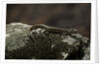 Podarcis muralis (common wall lizard) by Anonymous