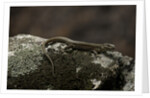 Podarcis muralis (common wall lizard) by Anonymous