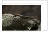 Podarcis muralis (common wall lizard) by Anonymous