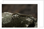 Podarcis muralis (common wall lizard) by Anonymous