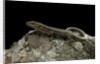 Podarcis muralis (common wall lizard) by Anonymous