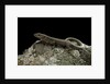 Podarcis muralis (common wall lizard) by Anonymous