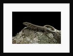 Podarcis muralis (common wall lizard) by Anonymous