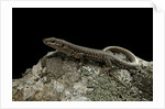 Podarcis muralis (common wall lizard) by Anonymous