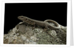 Podarcis muralis (common wall lizard) by Anonymous