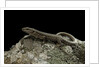Podarcis muralis (common wall lizard) by Anonymous