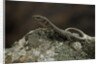 Podarcis muralis (common wall lizard) by Anonymous