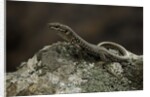 Podarcis muralis (common wall lizard) by Anonymous