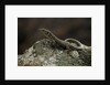 Podarcis muralis (common wall lizard) by Anonymous