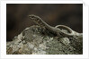 Podarcis muralis (common wall lizard) by Anonymous