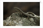 Podarcis muralis (common wall lizard) by Anonymous