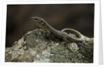 Podarcis muralis (common wall lizard) by Anonymous