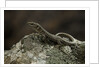Podarcis muralis (common wall lizard) by Anonymous