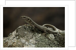 Podarcis muralis (common wall lizard) by Anonymous