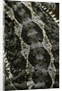 Pogona vitticeps (bearded dragon) - scales by Anonymous