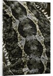 Pogona vitticeps (bearded dragon) - scales by Anonymous